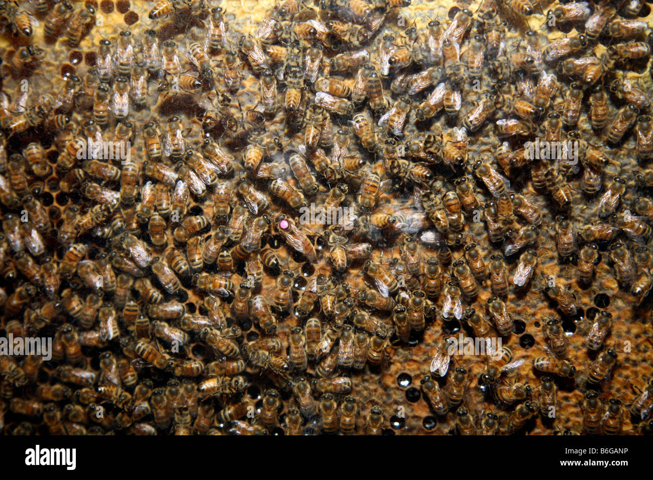 Bienenhaus mit Quuen immer bereit für den Winter Stockfoto
