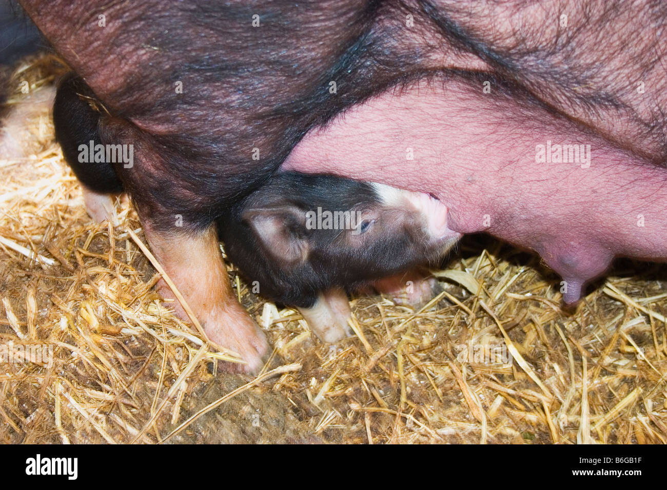 SÄUGENDE FERKEL Stockfoto