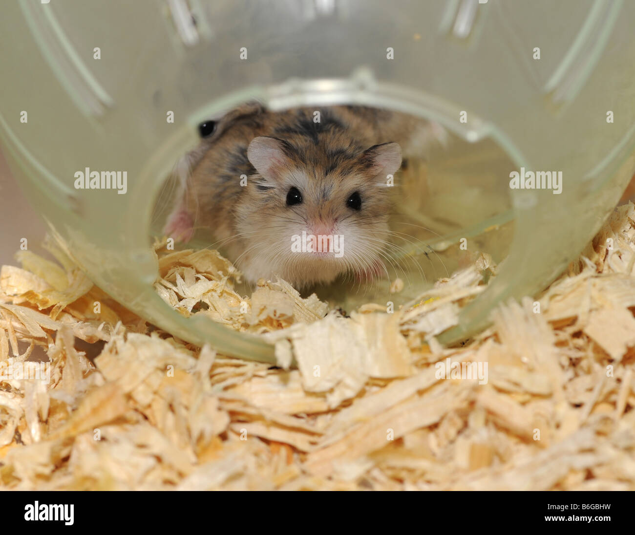 Zwerg-Hamster in Gefangenschaft Lebensraum Stockfoto