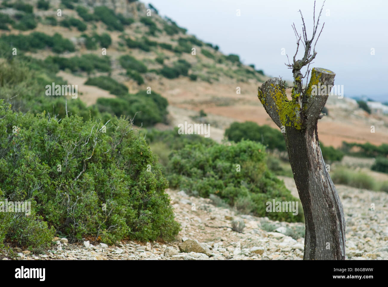 Landschaft der Baumstumpf in Almansa, Provinz Albacete, in Castilla La Mancha Region, Spanien, Europa Stockfoto