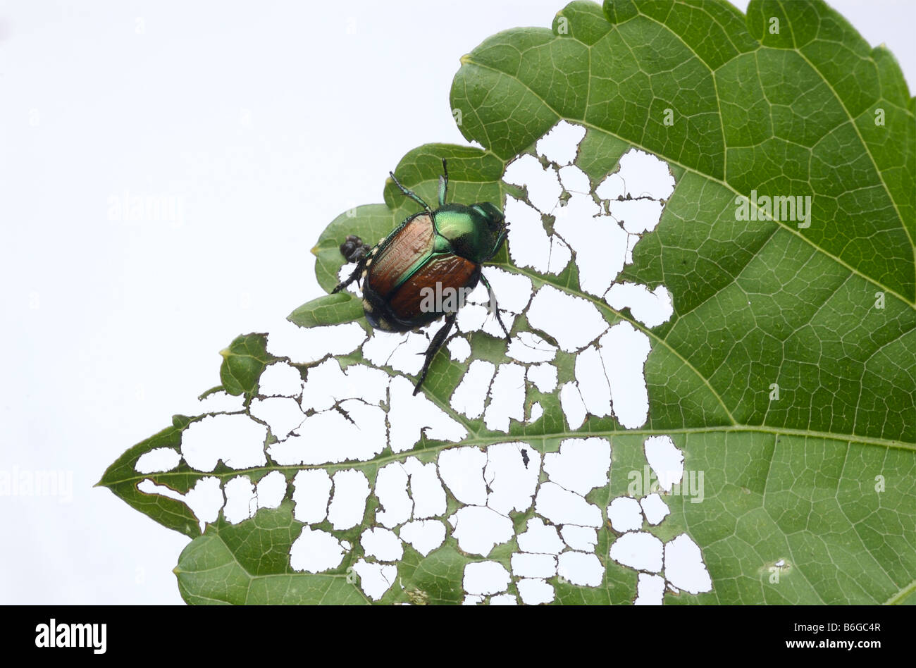 Japanische Käfer schädigt ein grünes Blatt in ein charakteristisches lacy Aussehen durch durch das Kauen die Fläche zwischen den Adern. Stockfoto