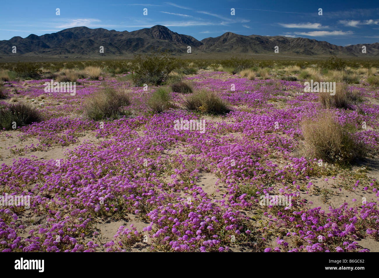 Kalifornien - Sand Verbene blühen im Pinto Basin mit Pinto-Berge in der Ferne Joshua Tree Nationalpark Stockfoto
