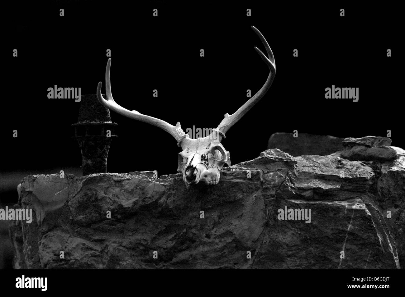 Eine gebleichte weiße tailed Deer Schädel mit Geweih auf einer Felswand Stockfoto