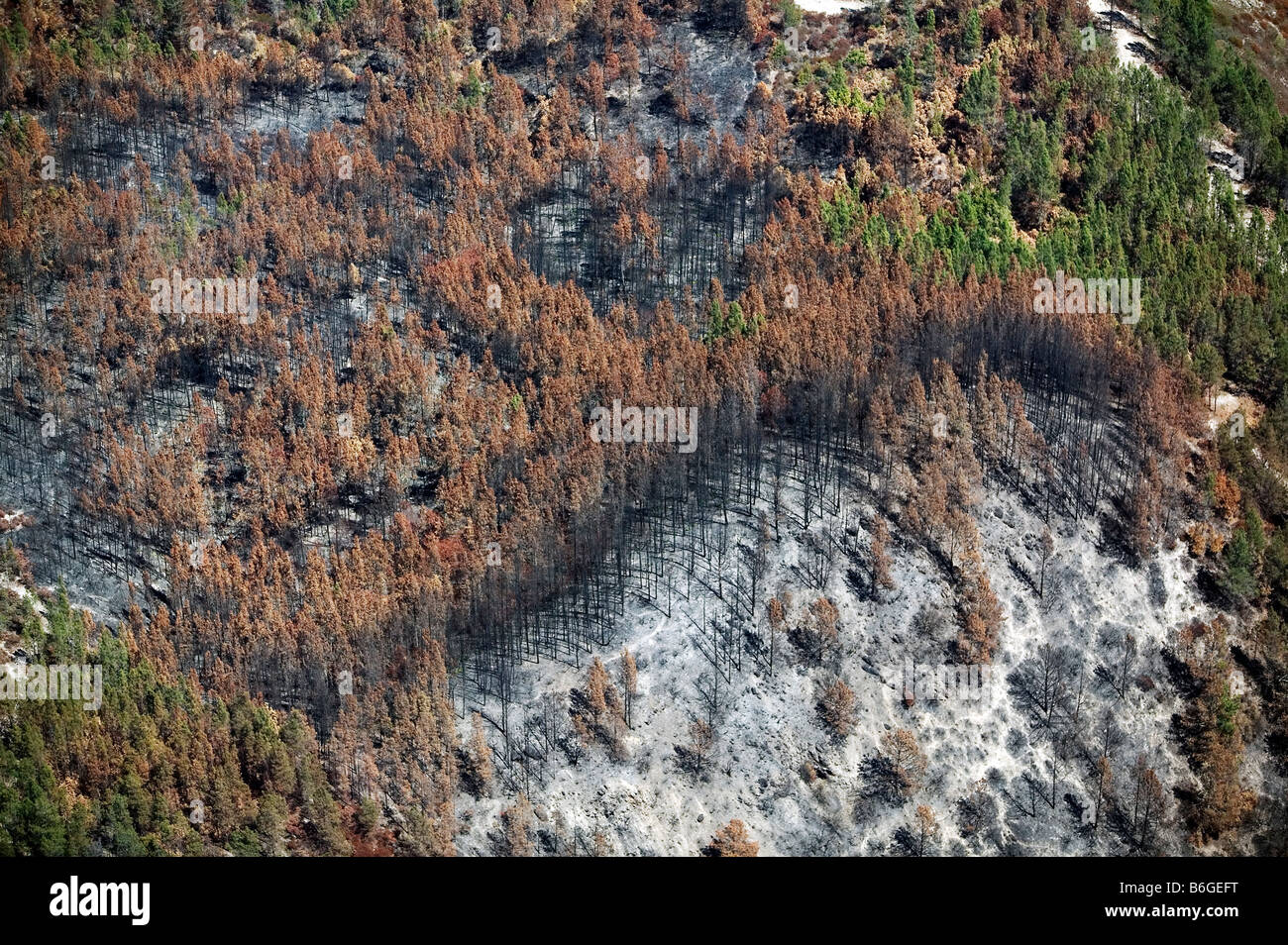 Luftbild oben gebrannt Wald Nordkalifornien Stockfoto
