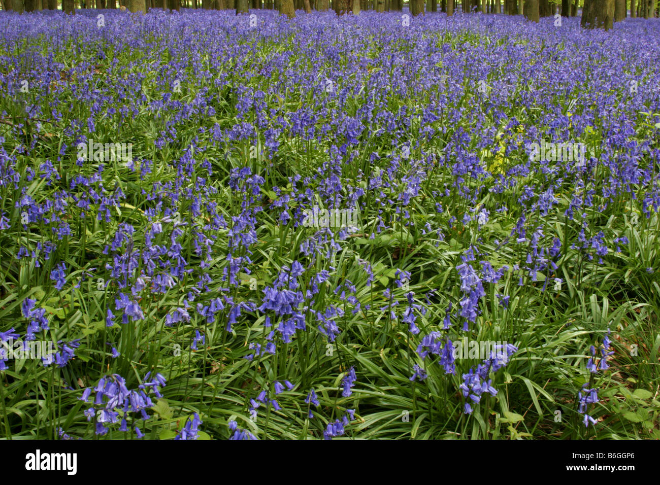 Glockenblumen Endymion non Scriptus wächst im Wald getroffen kann Ashridge Hertfordshire UK Stockfoto