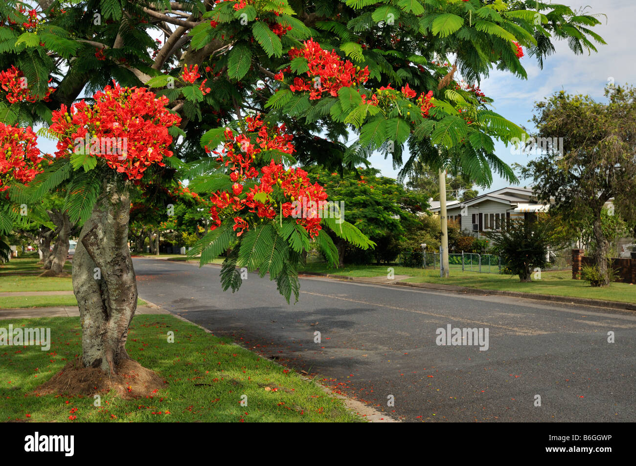 Royal Poinciana Baum an Woody point QLD Australien Stockfoto