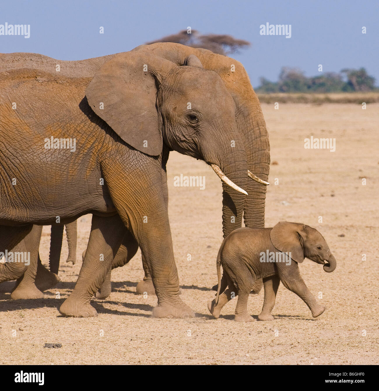 Elefantenfamilie s Amboseli, Kenia Stockfoto