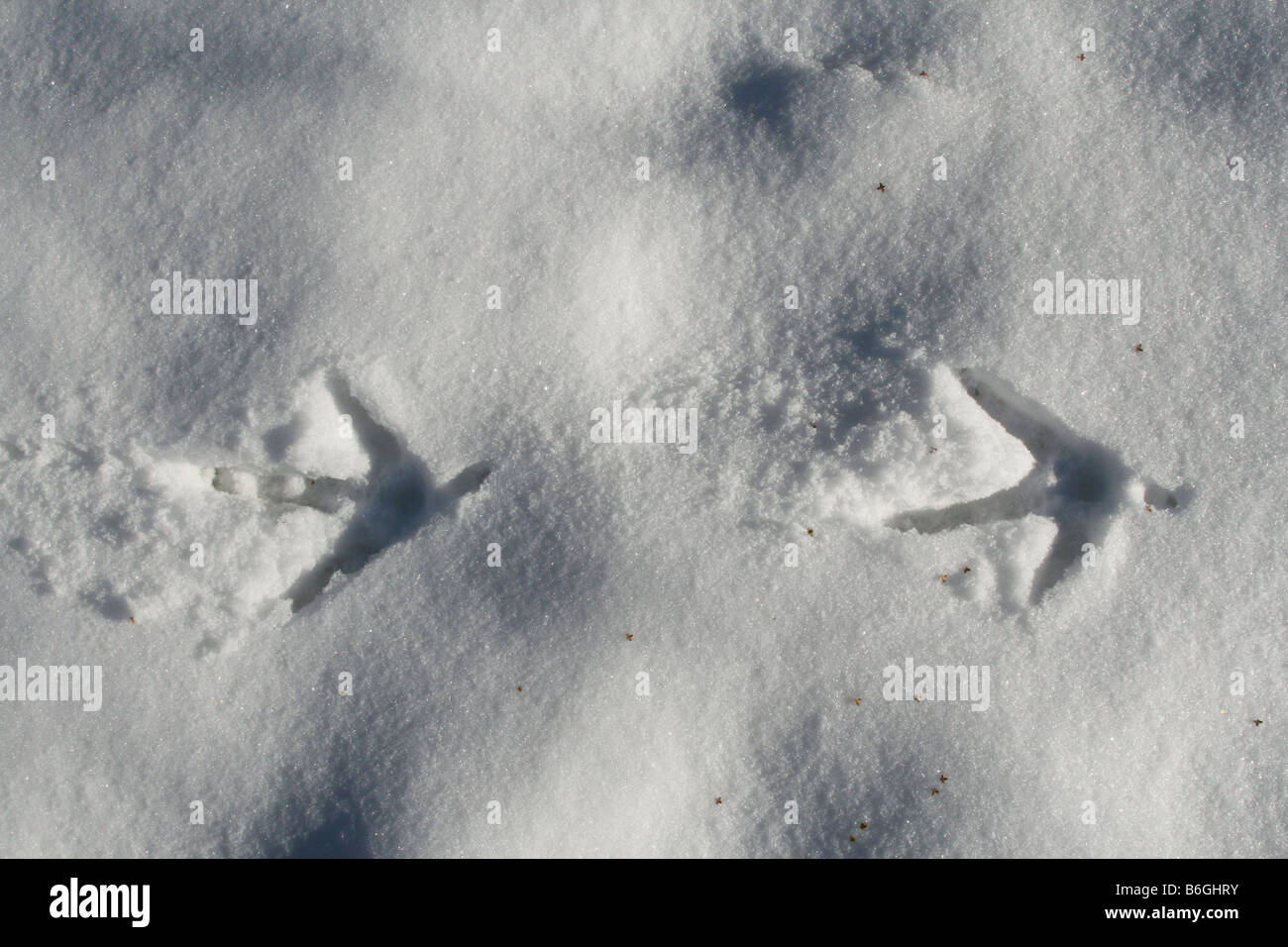 Wildtruthahn Tracks Meleagris Gallopavo im Schnee Nordamerika Stockfoto