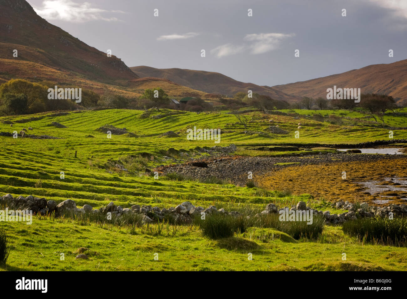 Grüne Felder, County Mayo, Irland Stockfoto