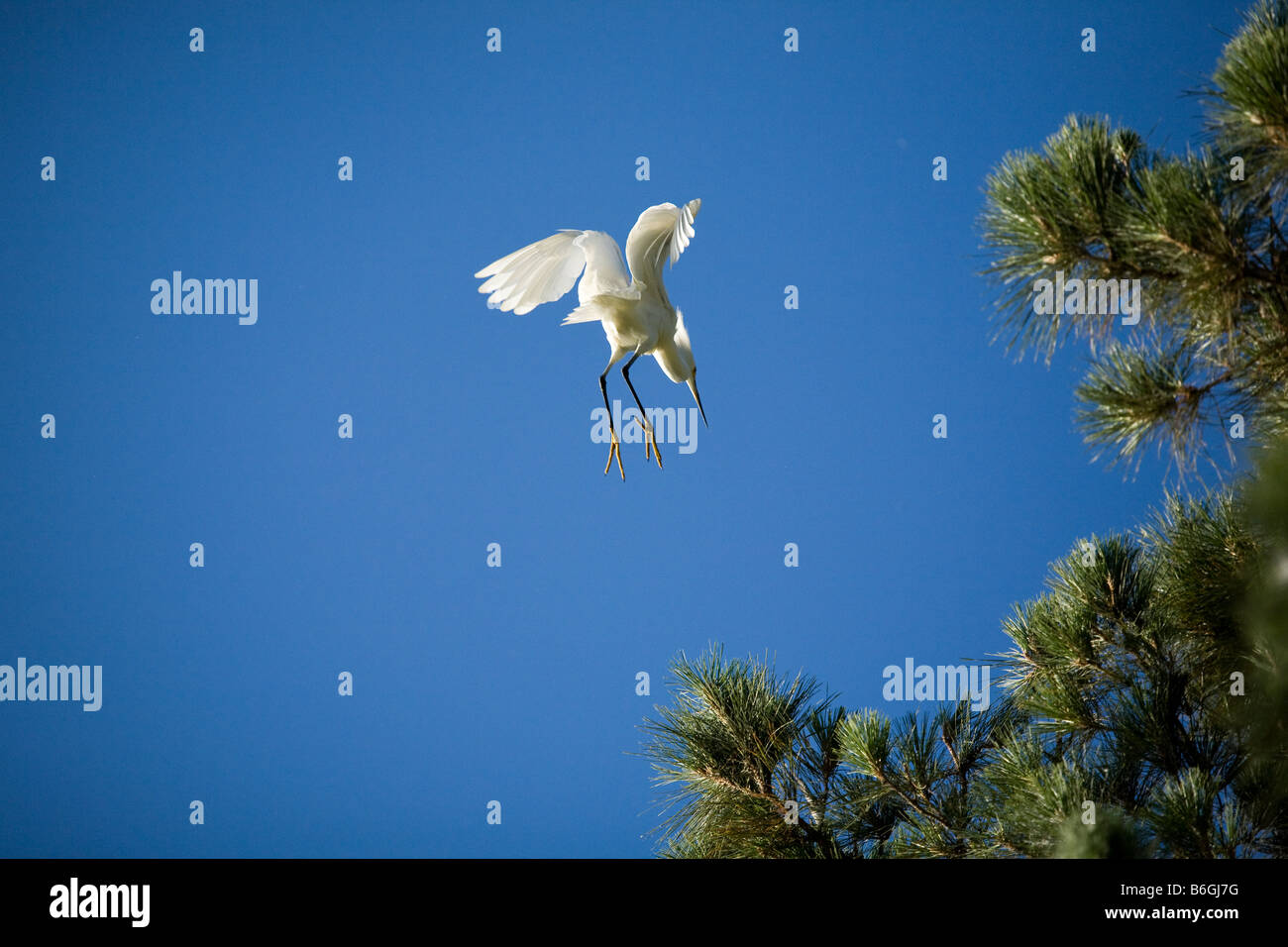 Snowy Reiher Egretta unaufger Zucht Gefieder kommt für eine Landung Stockfoto