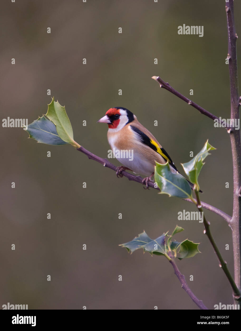Stieglitz Perched In Holly Bush - Zuchtjahr Zuchtjahr Stockfoto