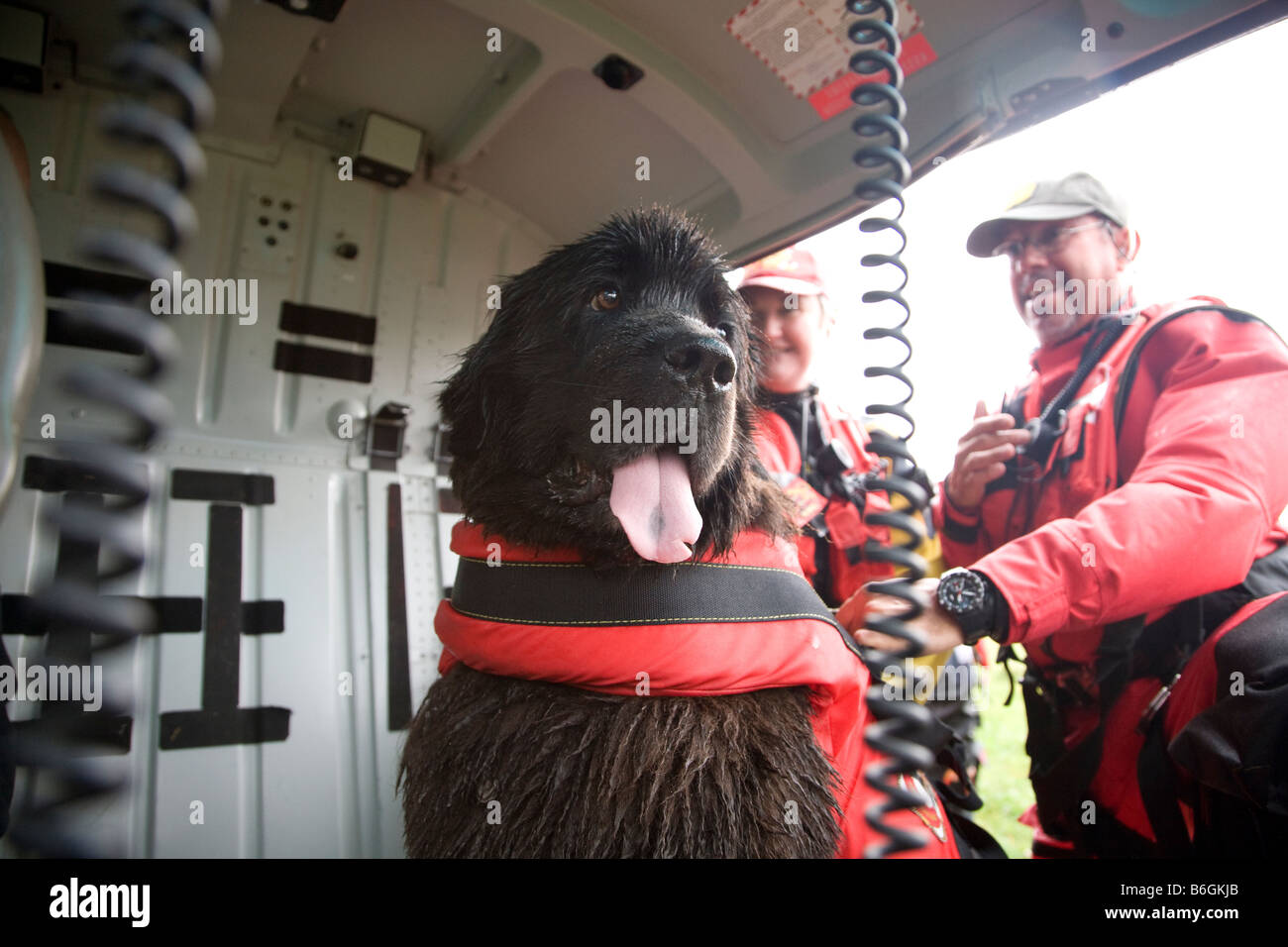 Neufundland Hunde Ausbildung zum Sprung aus dem Helikopter ins Wasser, eine ertrinkende Person Standort Italien zu speichern Stockfoto