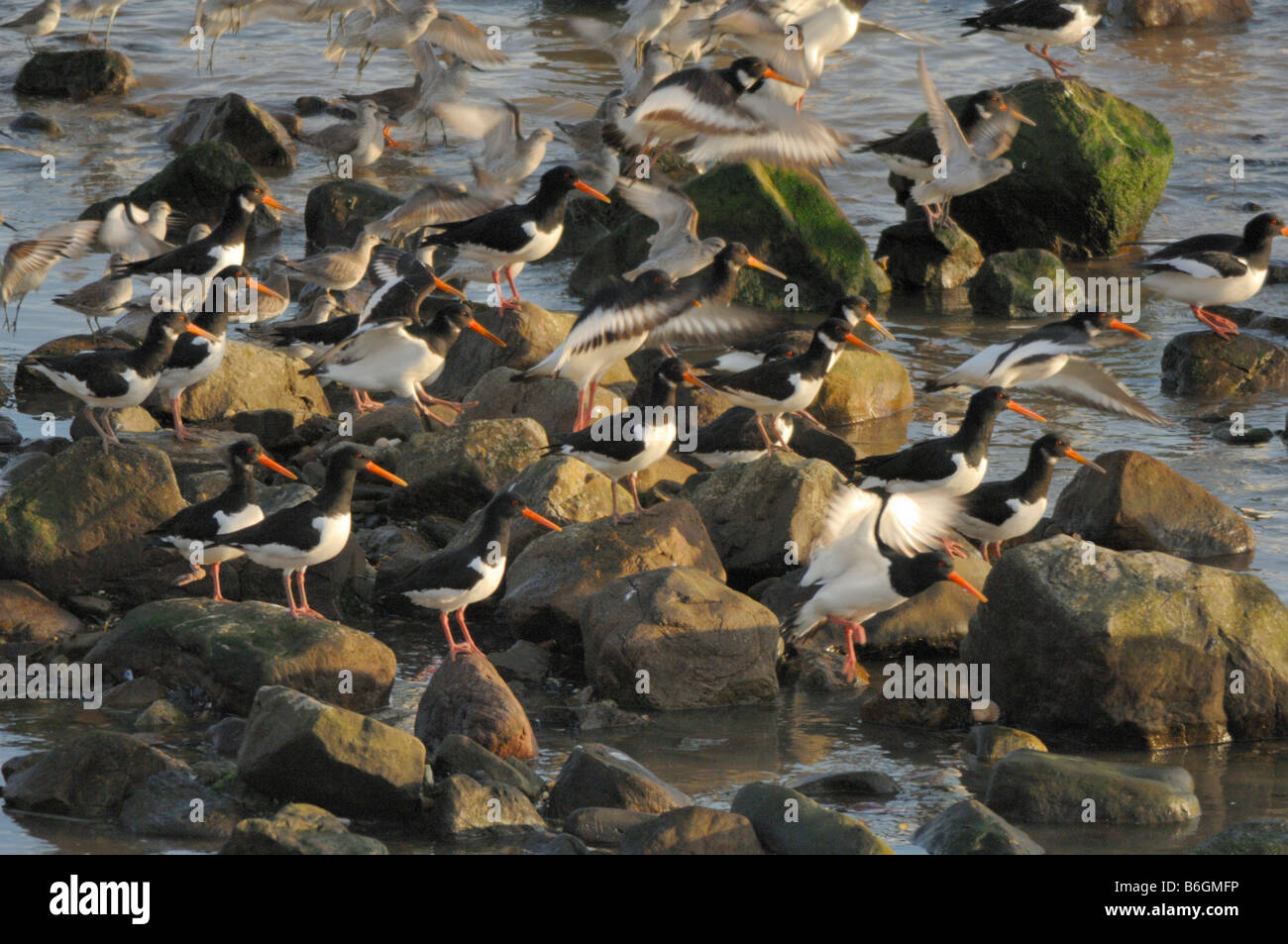 Herde von Austernfischer und Grünschenkel St Ishmaels Cardigan Bay Stockfoto