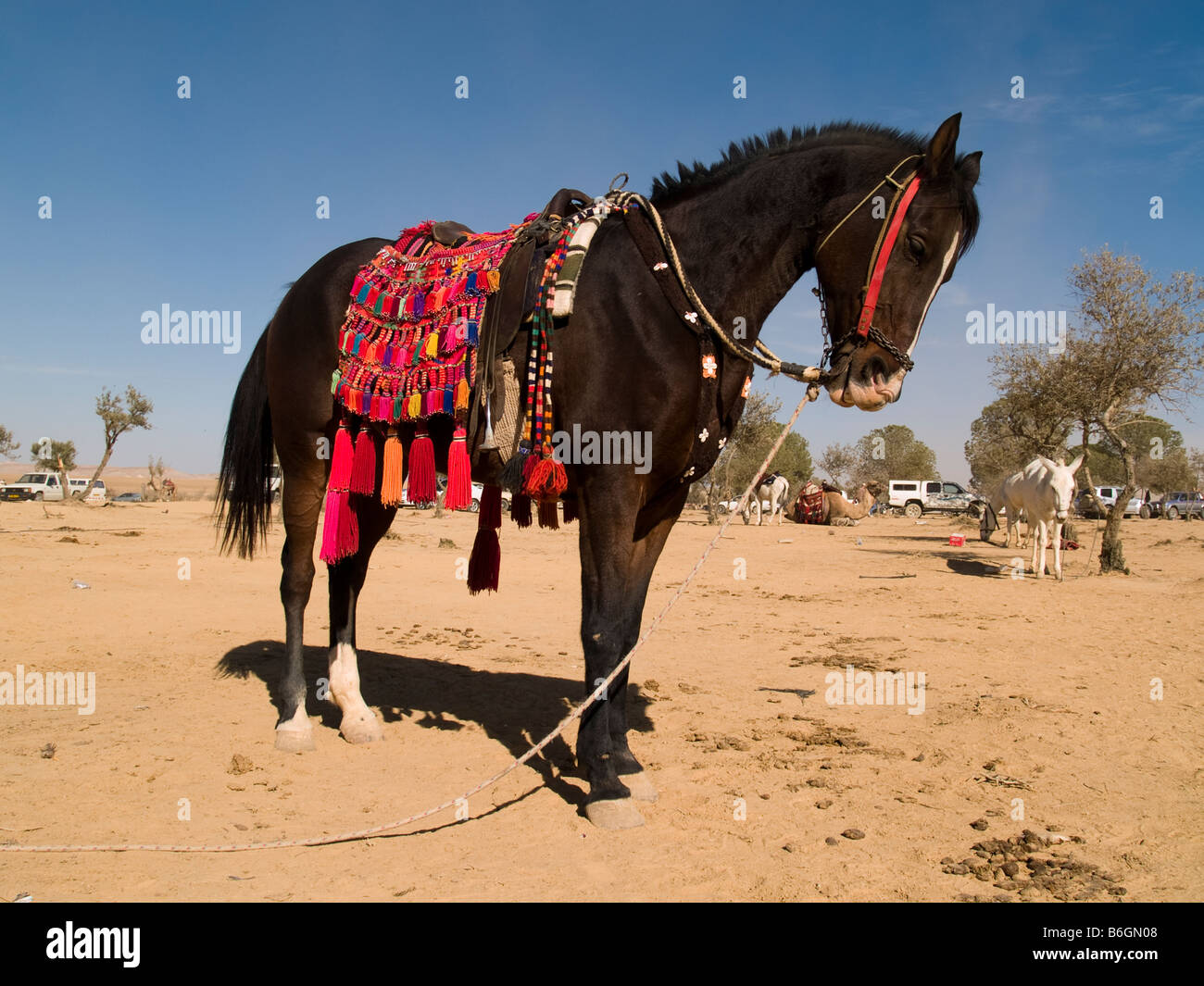 Israel-Kamelrennen in der Nähe von Arad in der Negev-Wüste von Beduinen eine verzierte arabische Pferd stehend Stockfoto