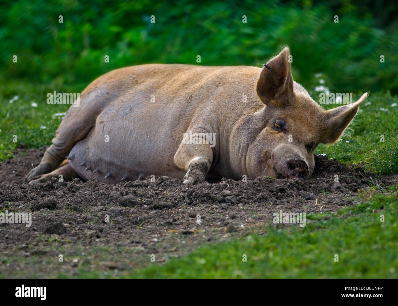 Tamworth-Schwein (Sau) Stockfoto