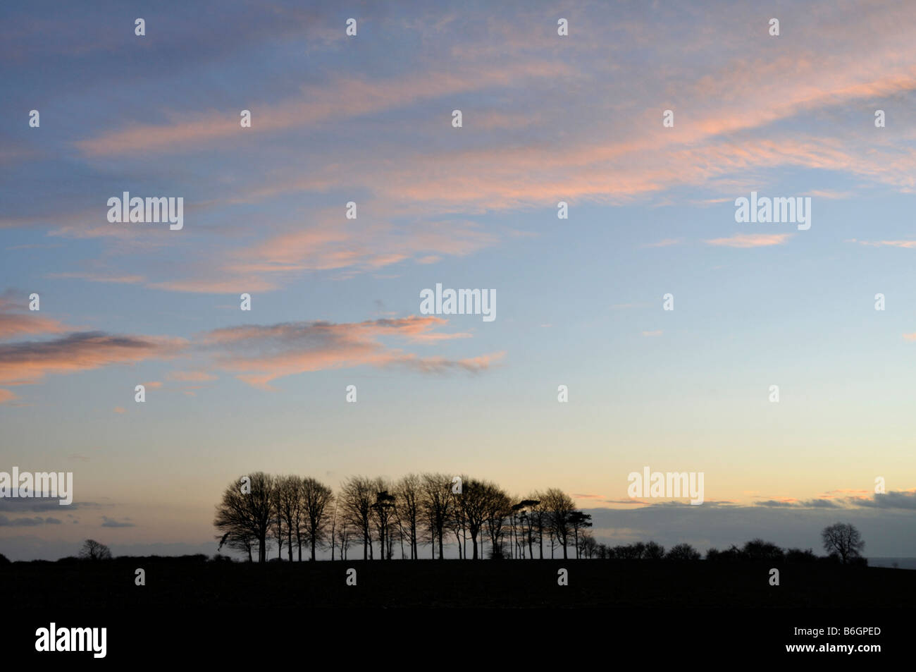 Reihe von Bäumen in der Nähe von Win Green Shaftesbury Wiltshire Stockfoto