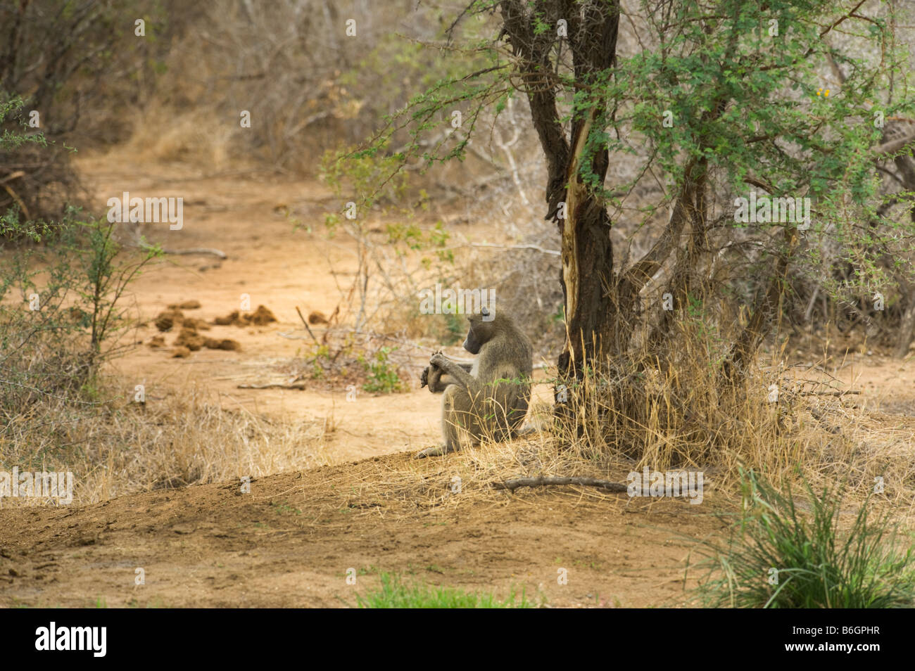 wild wild Chacma Pavian PAPIO URSINUS Primat Affe schaut Fuß Südafrika Südafrika Säugetier Afrika Busch Wald Stockfoto