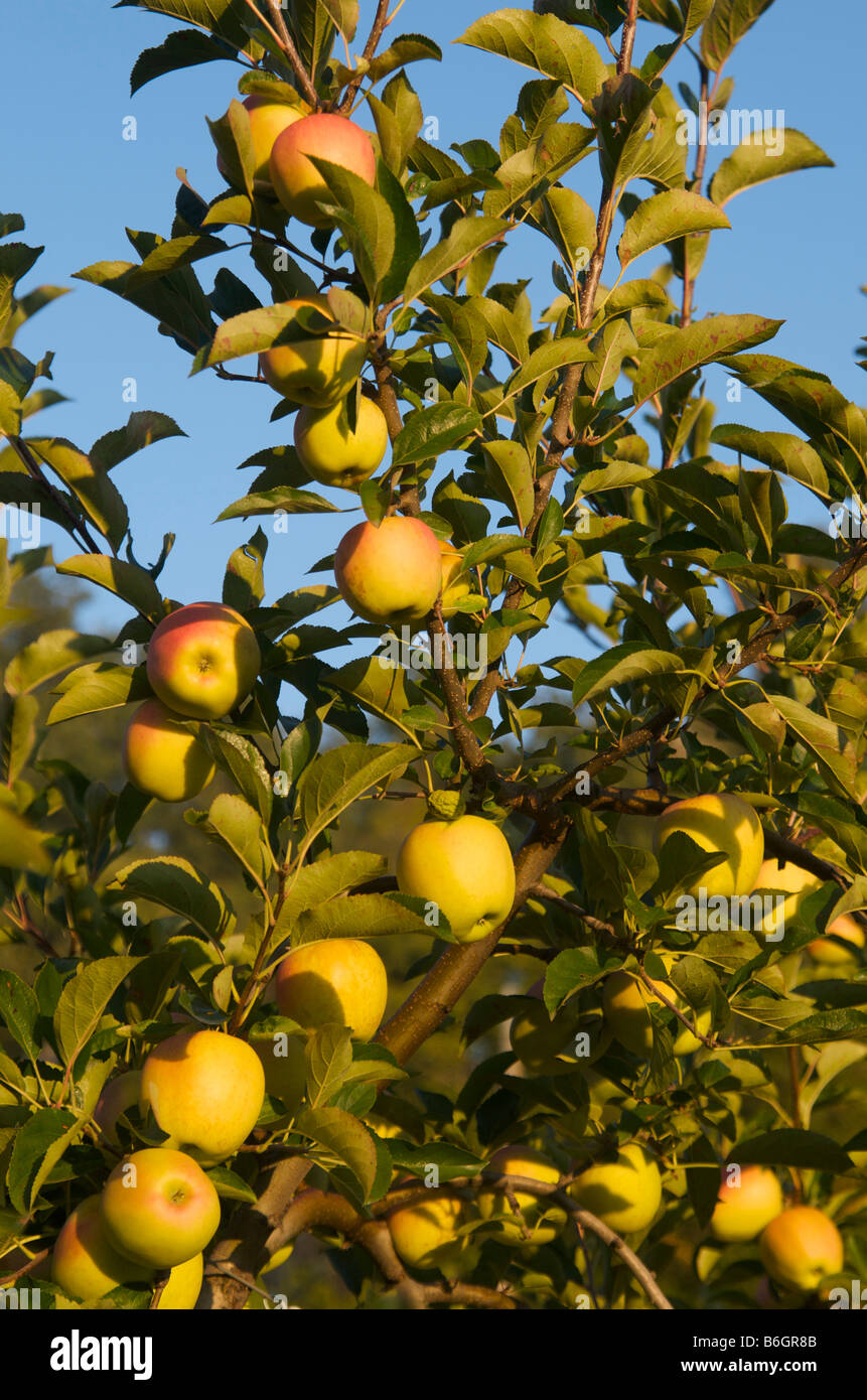 Äpfel (Malus) Stockfoto