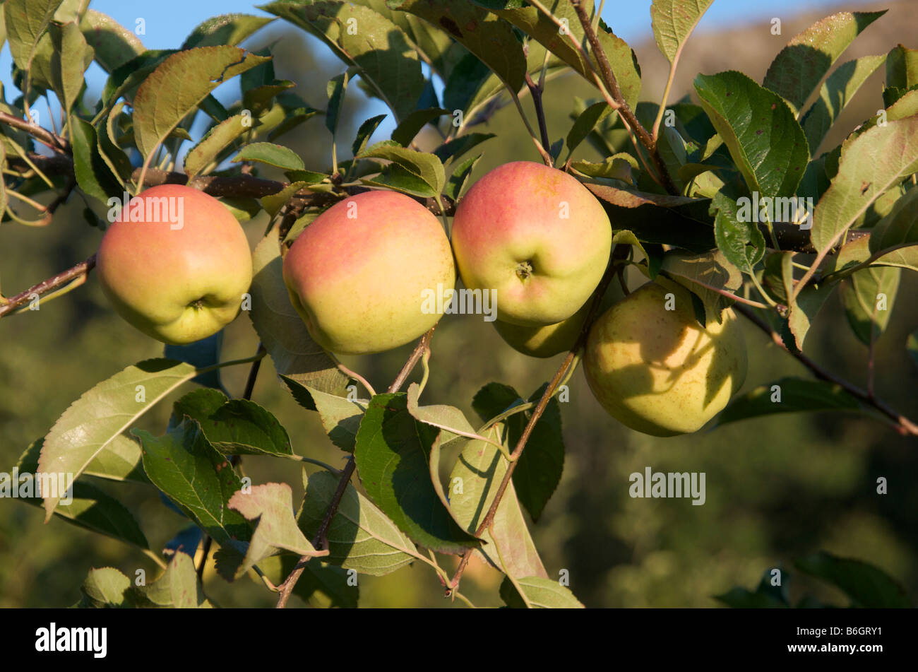 Äpfel (Malus) Stockfoto