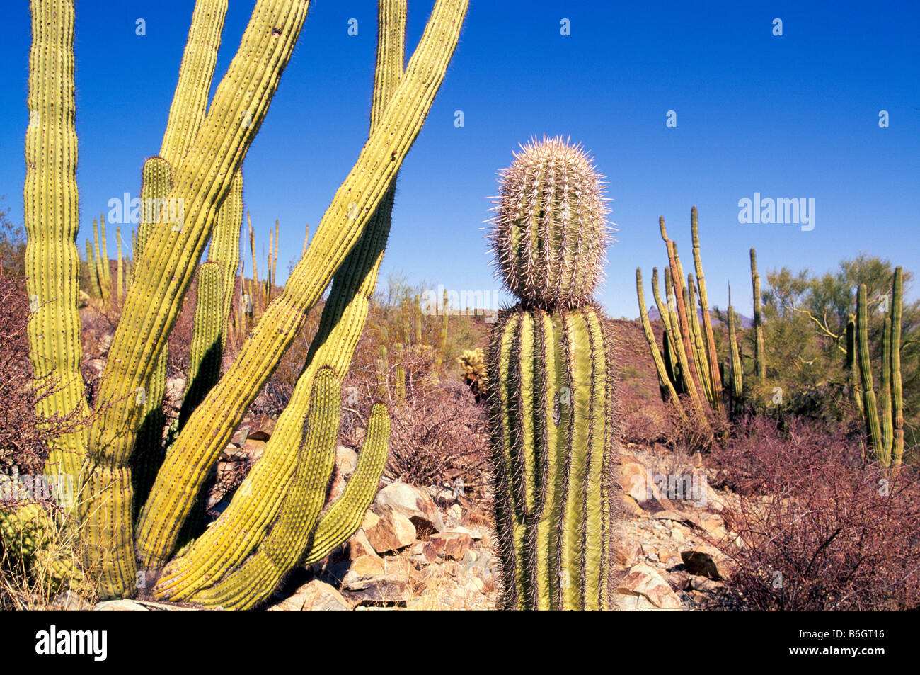 Kaktus / Kakteen, Organ Pipe Cactus National Monument, Arizona, AZ, USA -  American Southwest Sonora-Wste Landschaft Stockfotografie - Alamy