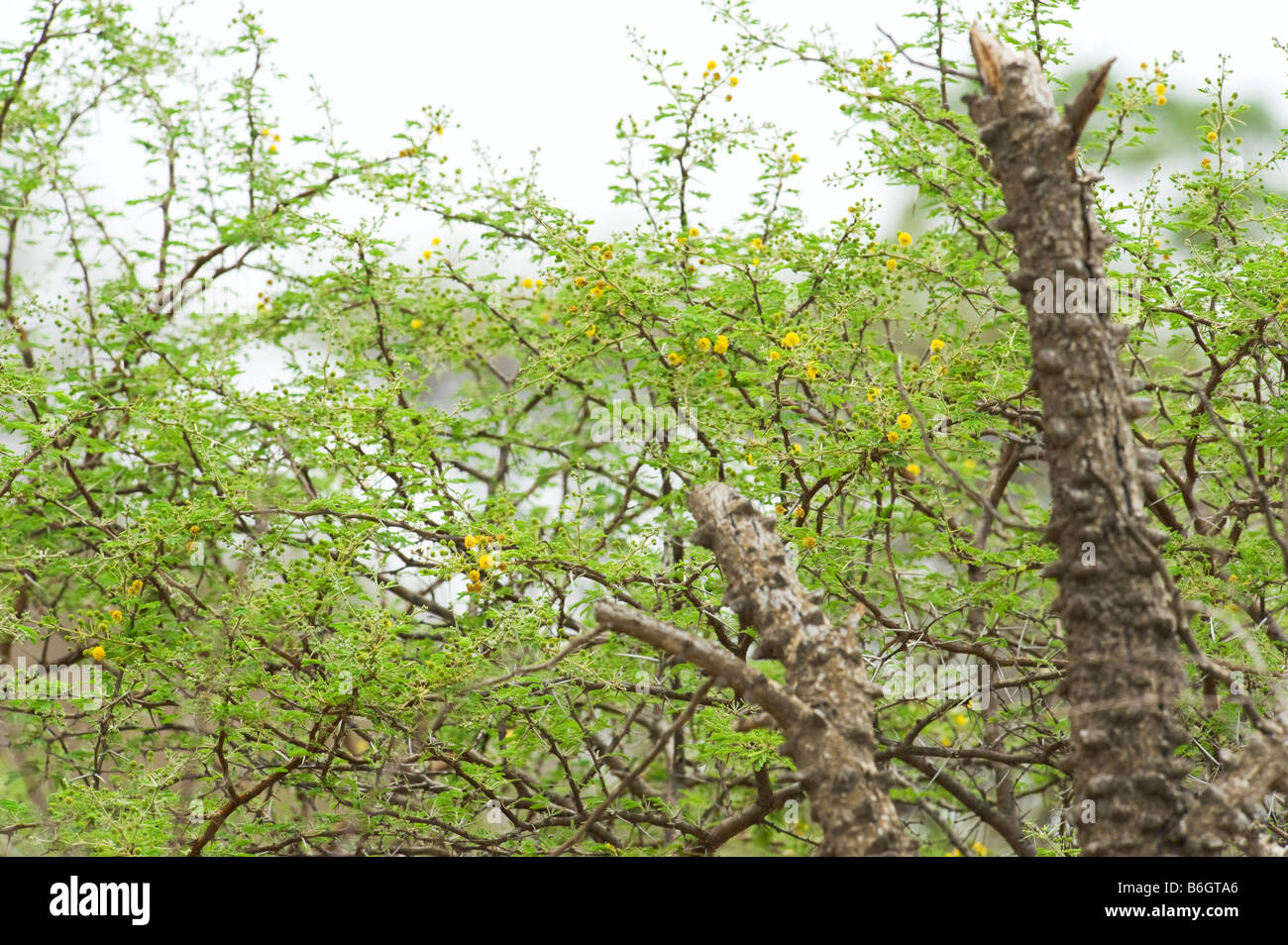 Akazienbaum Stockfotos Und Bilder Kaufen Alamy