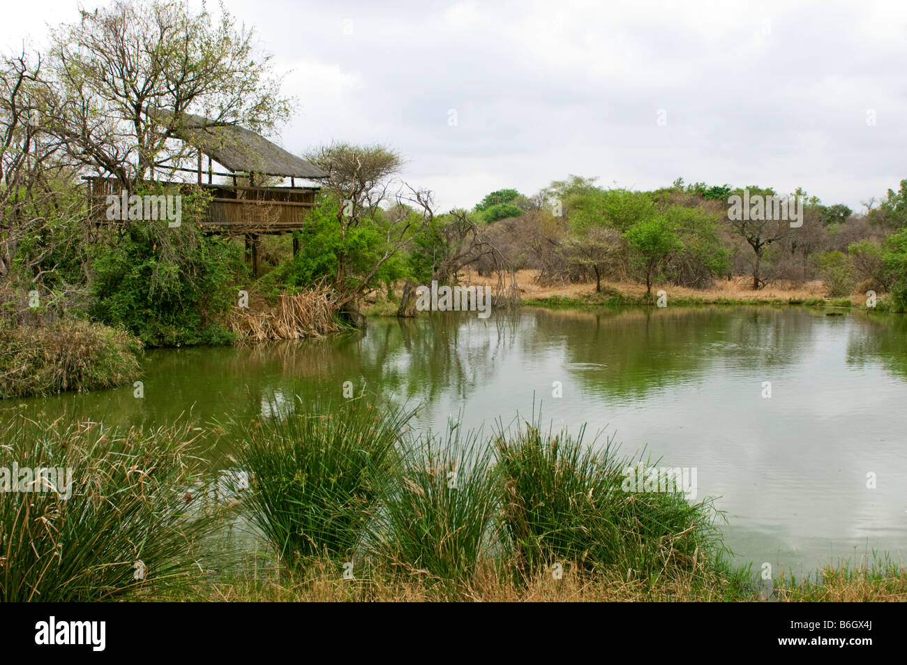 HIPPO verstecken Wasserloch Buschland Busch Tierwelt grüne Wildwasser Wasserloch Süd-Afrika Südafrika Landschaft Akazie Kantenoberfläche Stockfoto