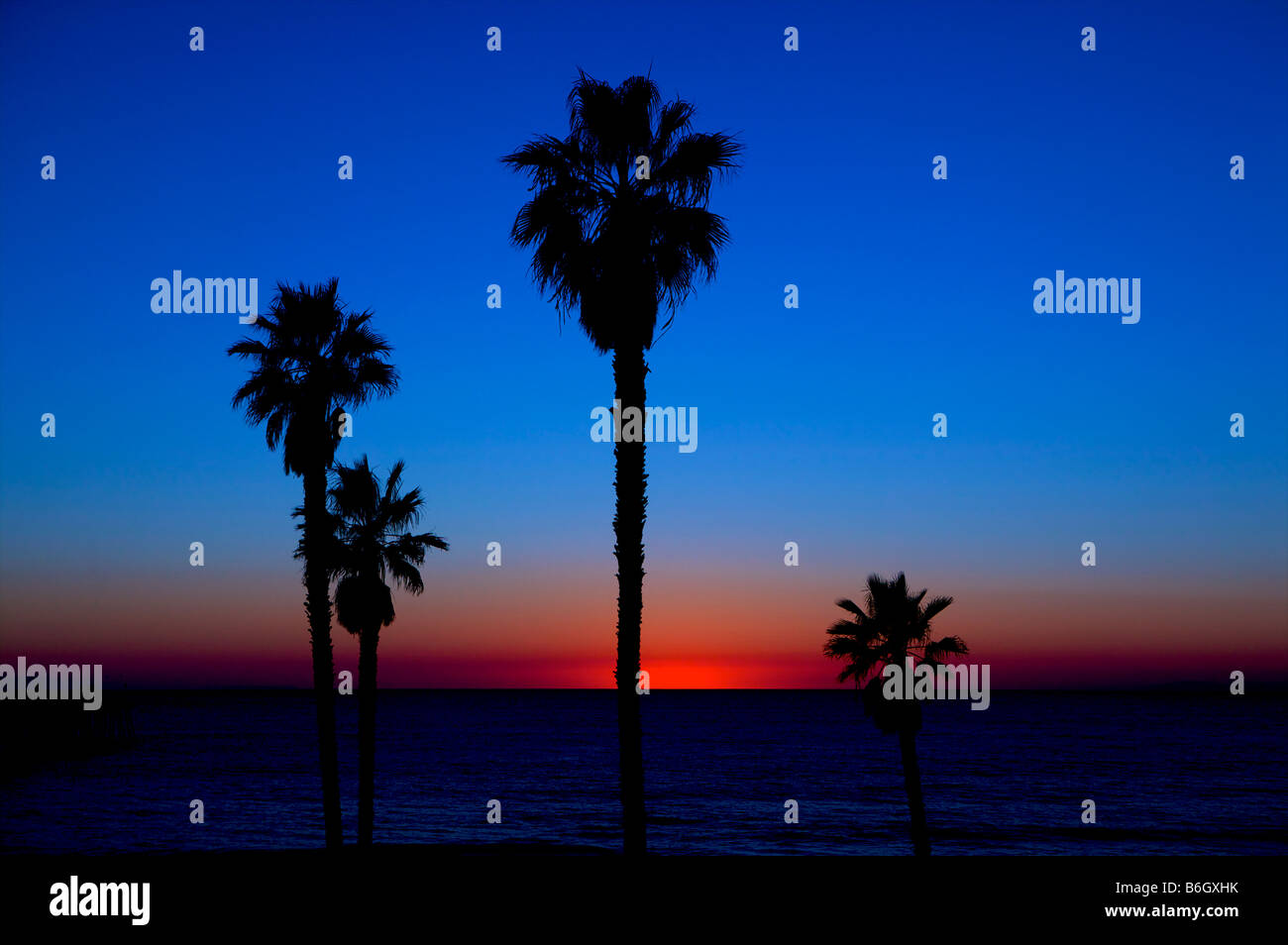 Palmen vor einem Sonnenuntergang in Kalifornien Palm-Baum-Formen in Schwarz gegen Himmel Stockfoto