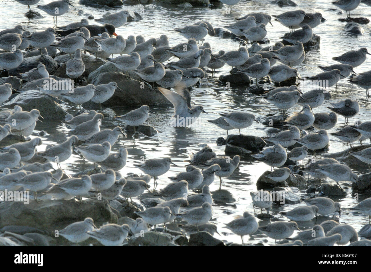 Herde von Grünschenkel St Ishmaels Cardigan Bay Stockfoto