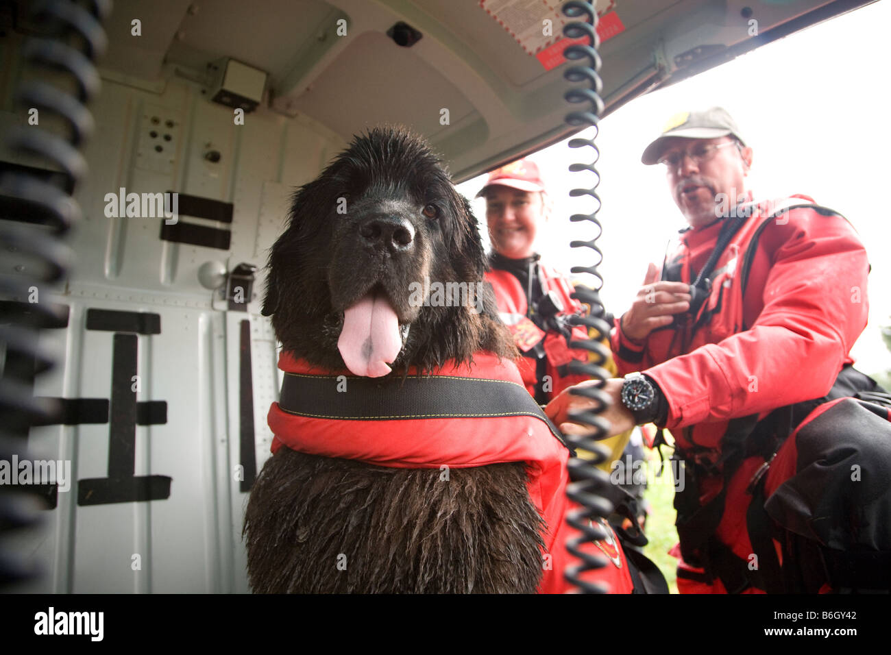 Neufundland Hunde Ausbildung zum Sprung aus dem Helikopter ins Wasser, eine ertrinkende Person Standort Italien zu speichern Stockfoto