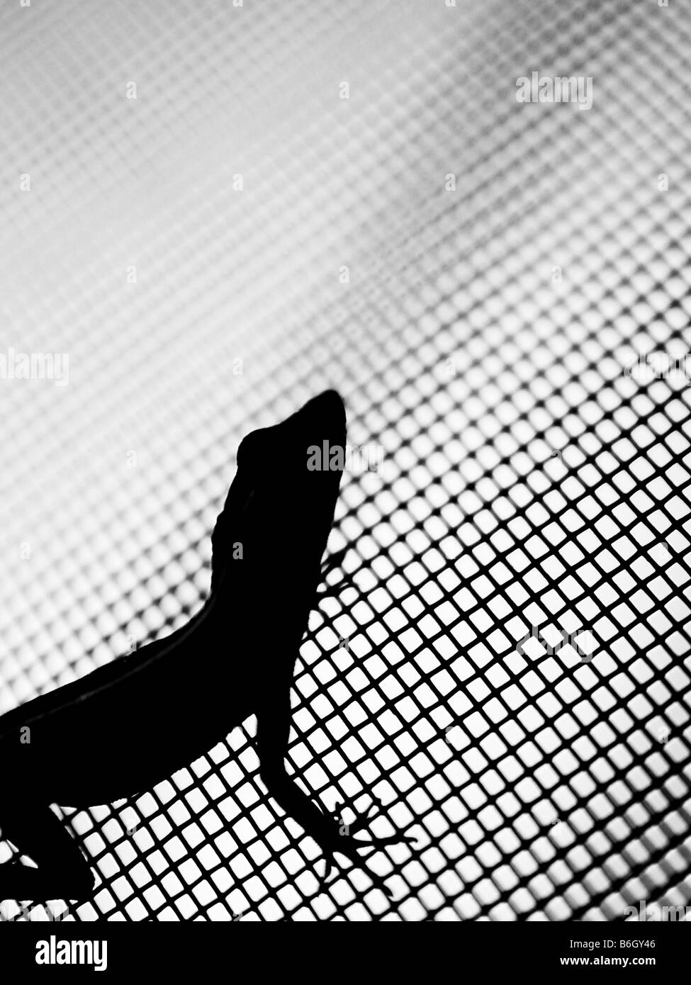 Silhouette Eidechse balanciert auf einer Netto-Bildschirm Stockfoto