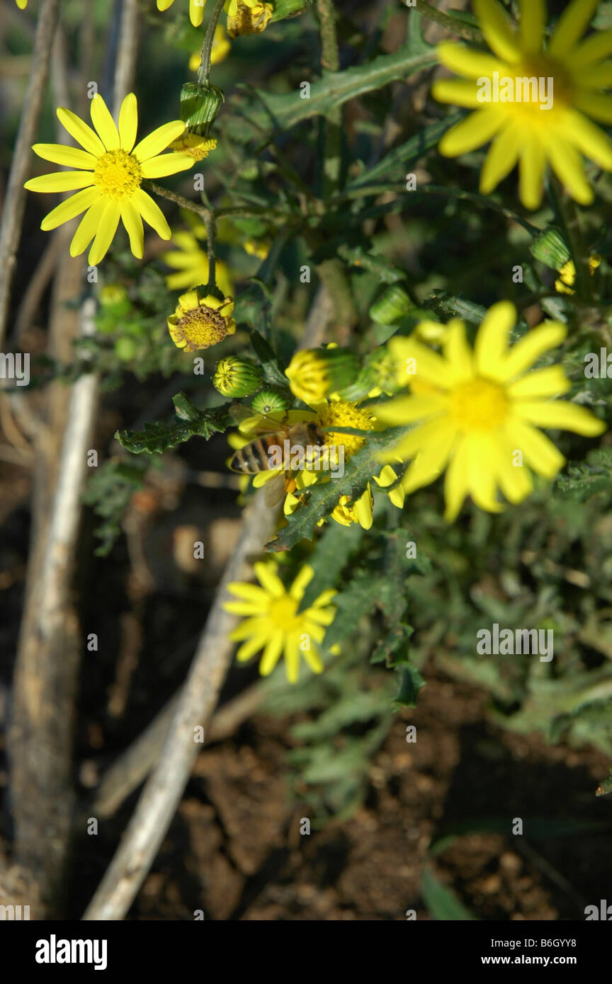 Stark Riechende Blumen Stockfotos und bilder Kaufen Alamy
