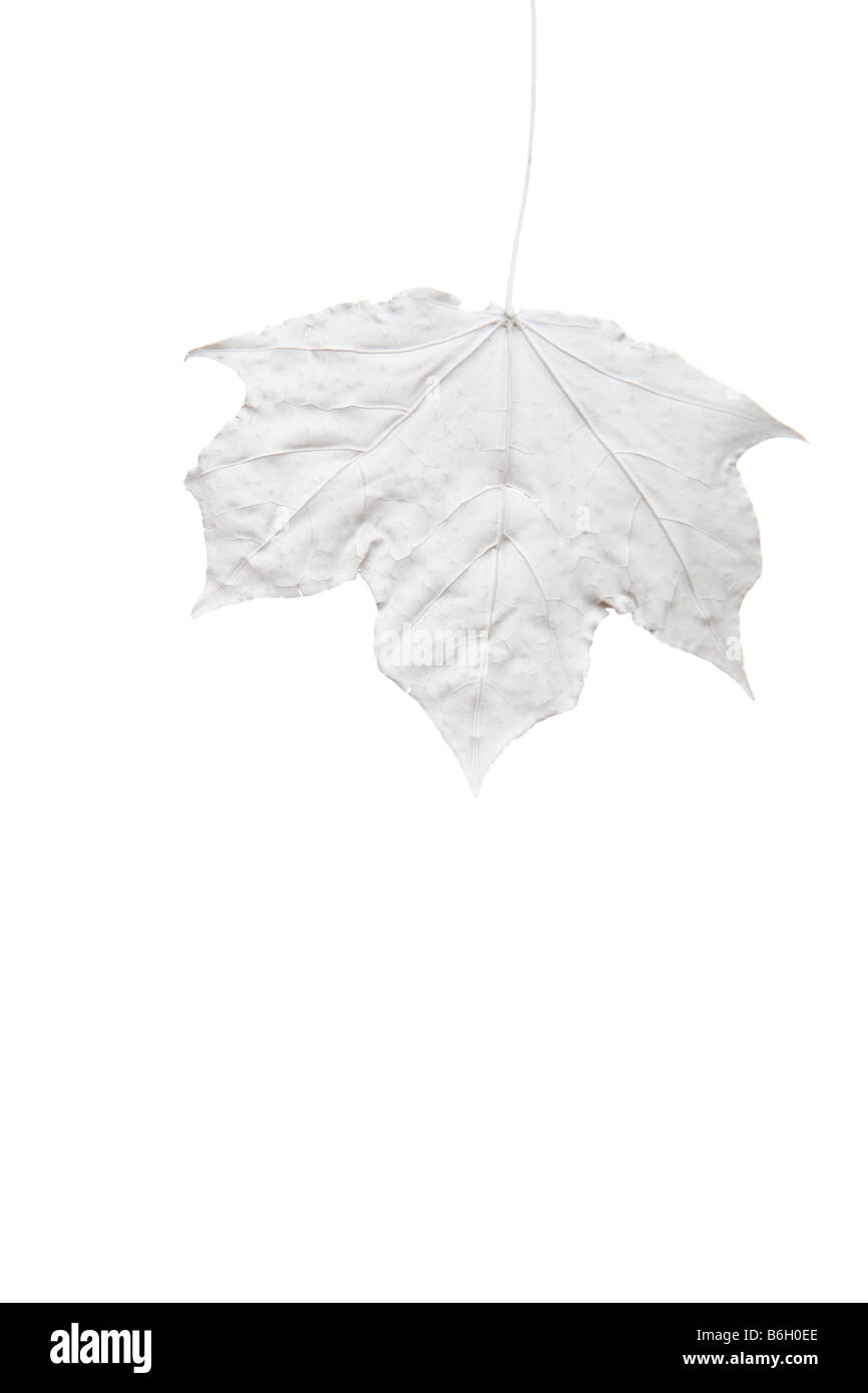 Weiße Ahornblatt auf weißem Hintergrund Stockfoto