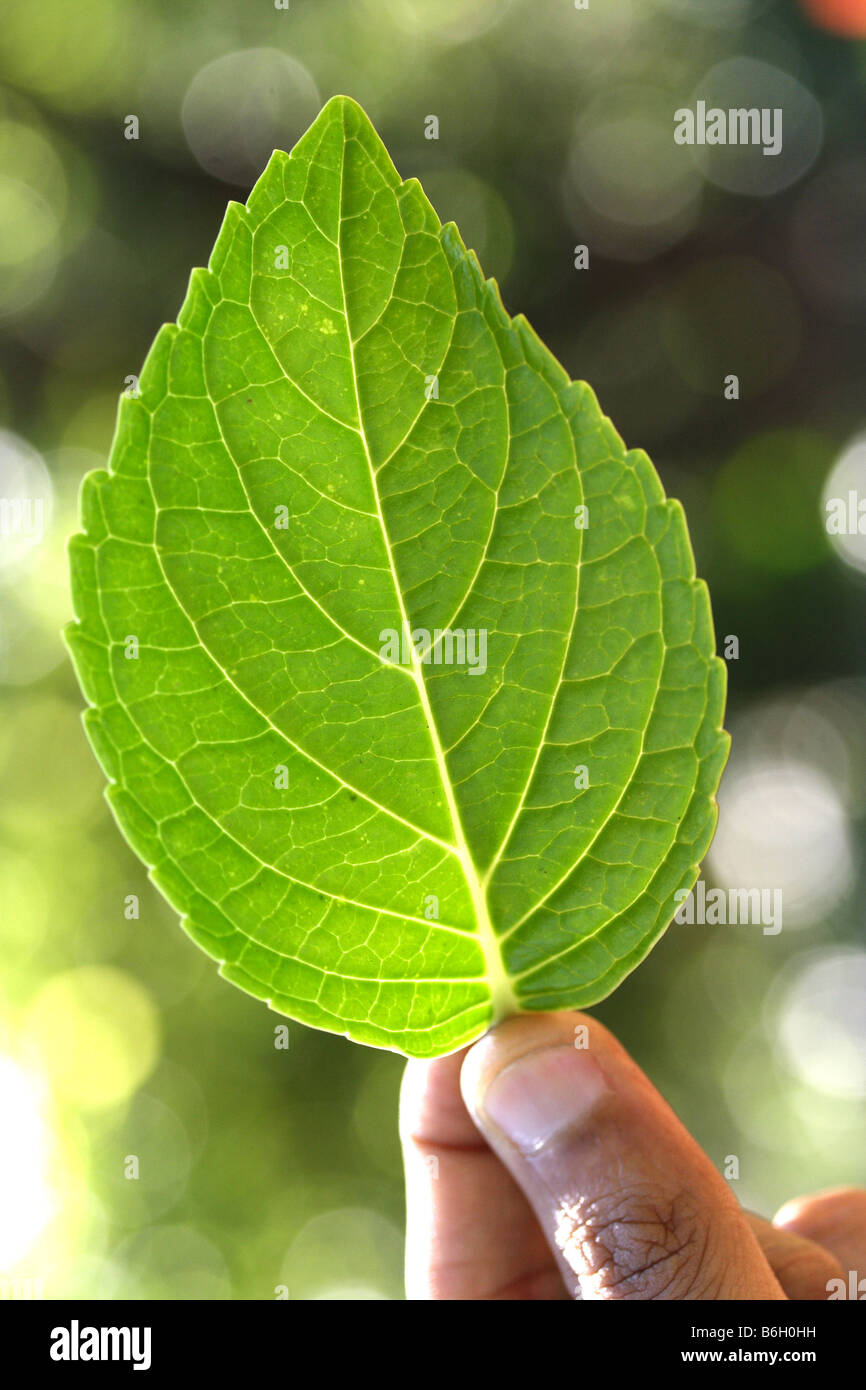 Junge Hibiskus Blatt Stockfotografie Alamy
