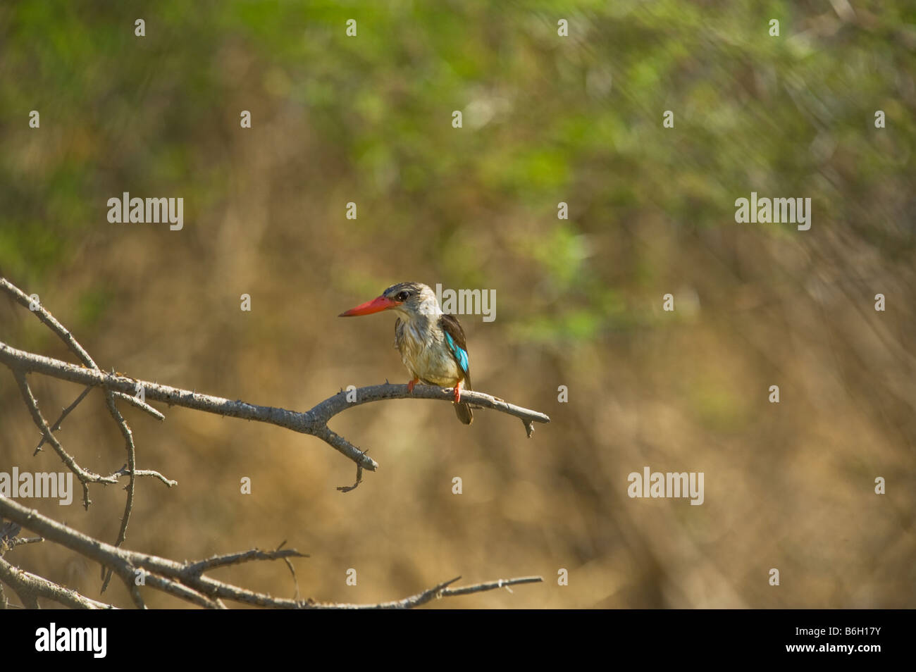 Braun mit Kapuze Kingfisher Halcyon Albiventris Vogel Halcyonidae südlichen Afrika auf Zweig einfarbigen Hintergrund sitzen am Wasser sitzen Stockfoto