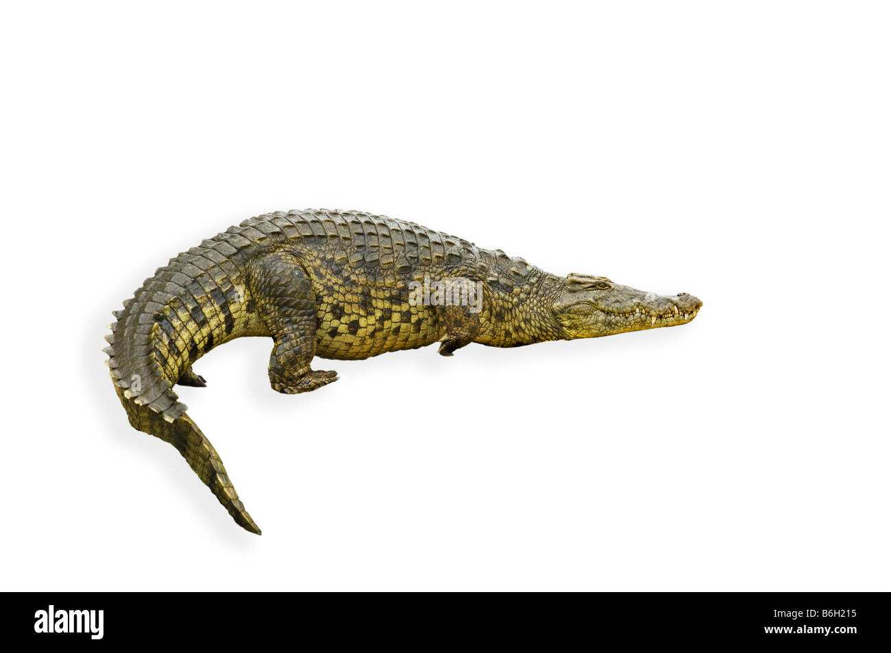 Ausschnitt der wilden Tierwelt Nil-Krokodil Crocodylus Niloticus Süd-Afrika Südafrika große dicke schwere Symbol symbolisch weißen backgr Stockfoto
