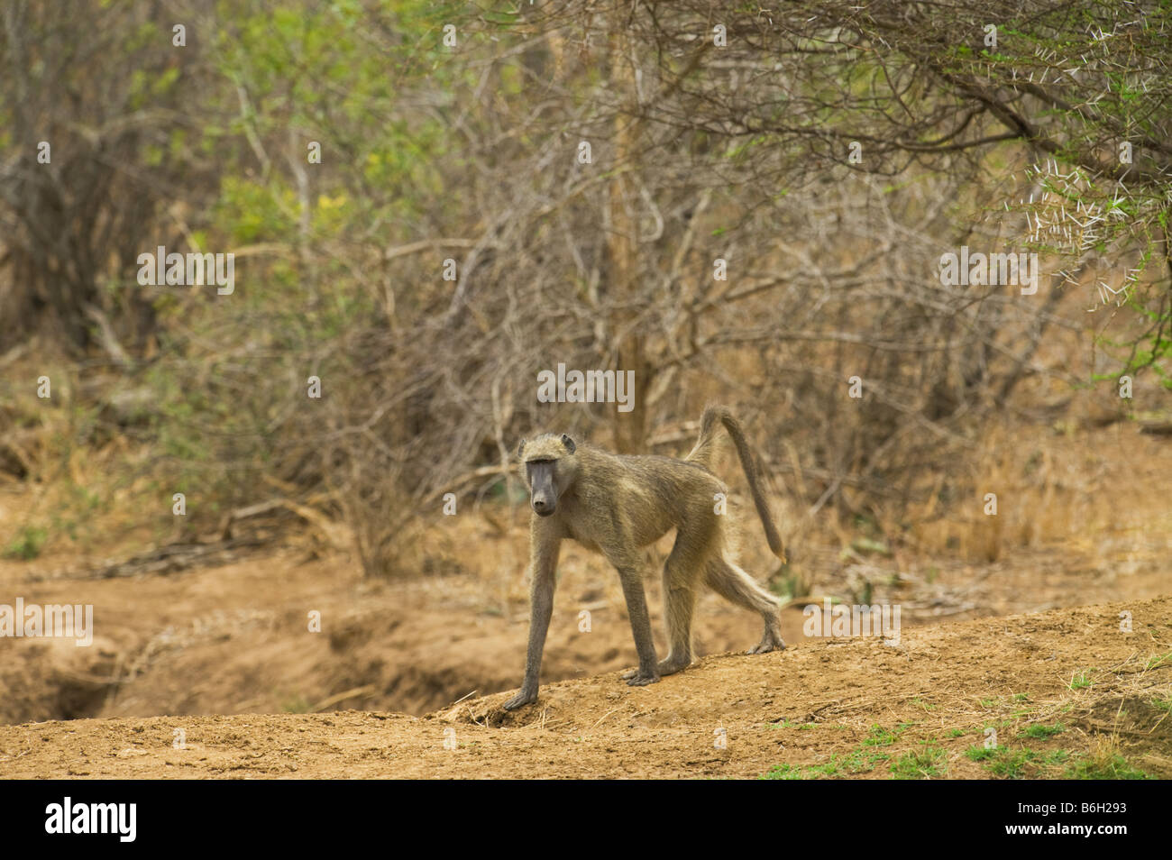 wild wild Chacma Pavian PAPIO URSINUS Primas Affe Südafrika Südafrika Säugetier Afrika Busch Wald entlang einer Stockfoto
