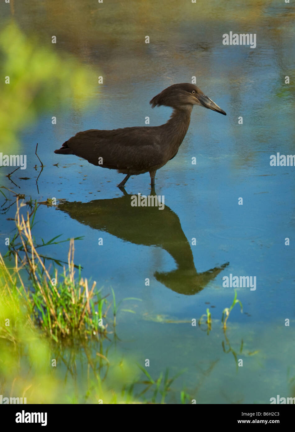 Schreiseeadler Südafrika Schreiseeadler Hammerhai Vogel Scopus Umbretta sitzt am Wasserloch Angeln im Teich See Fluss Wald Ambiente Stockfoto