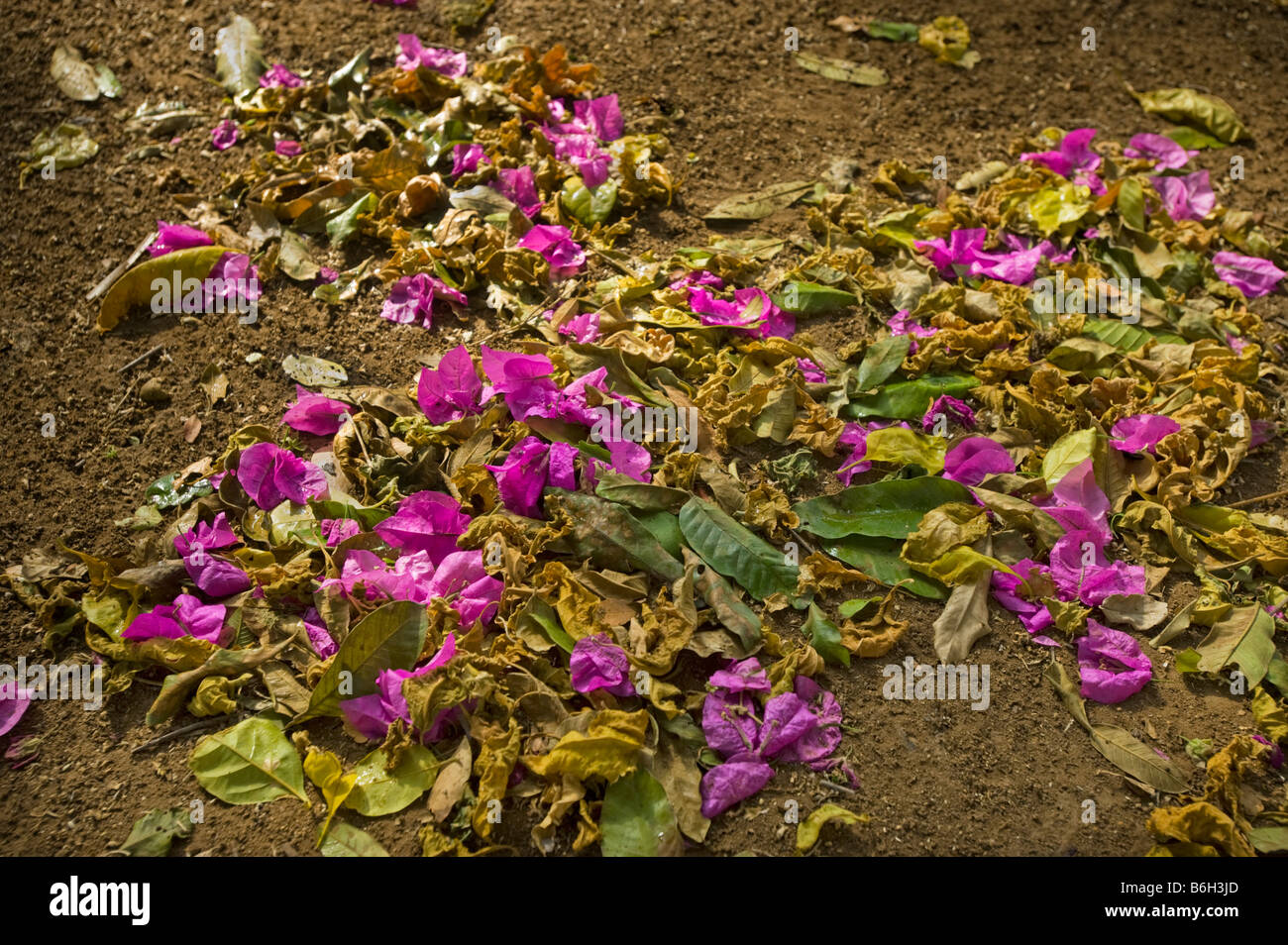 Morgen Eindruck rot rosa Lila Flieder Flor Blüte Blüte Blüten der Bougainvillea im Land Stock Boden Erde im Süden ein Stockfoto