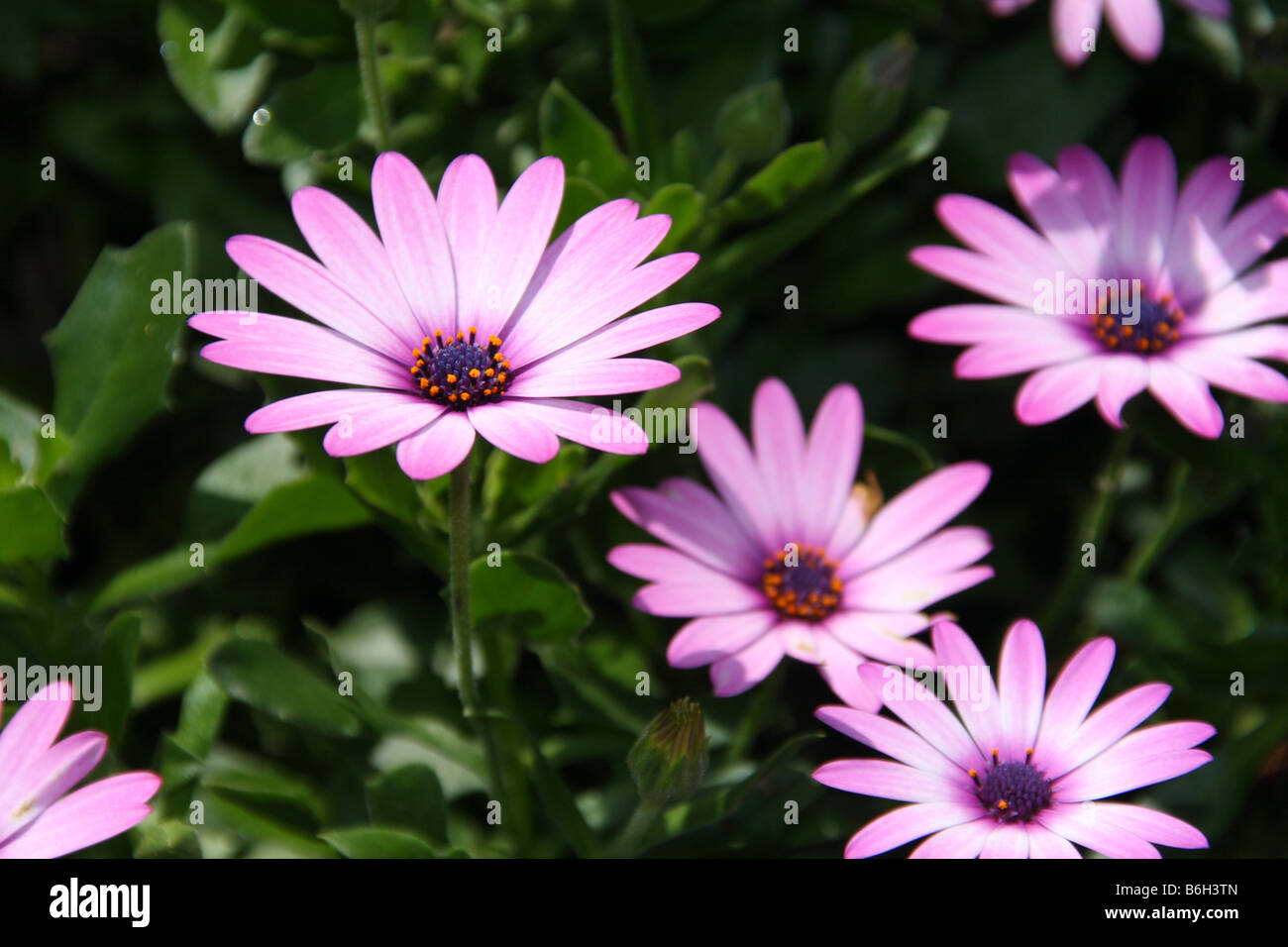 Close-up auf einer wilden Blume Stockfoto