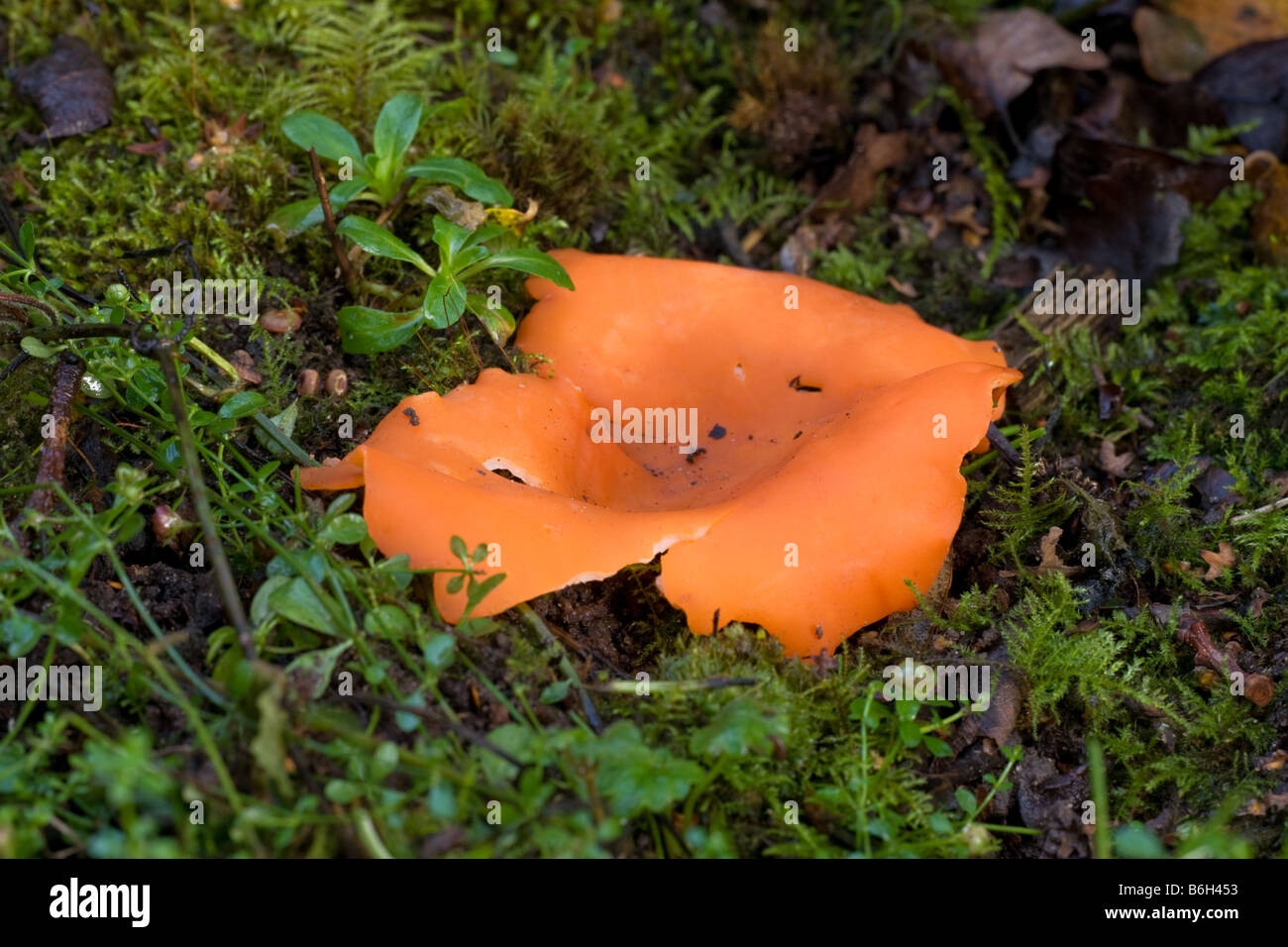 Orange Peel Pilze Aleuria Aurantia Fruchtkörper wachsen unter Moos Stockfoto