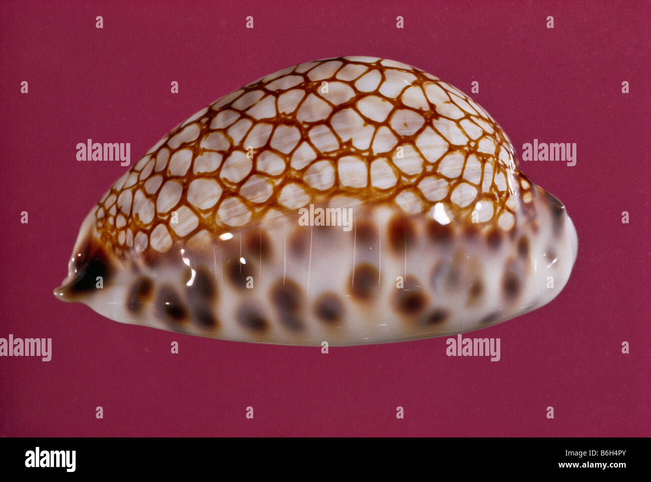 Diese polierten Cypraea Schalen gehören zu den wertvollsten Muscheln, Pazifik Stockfoto