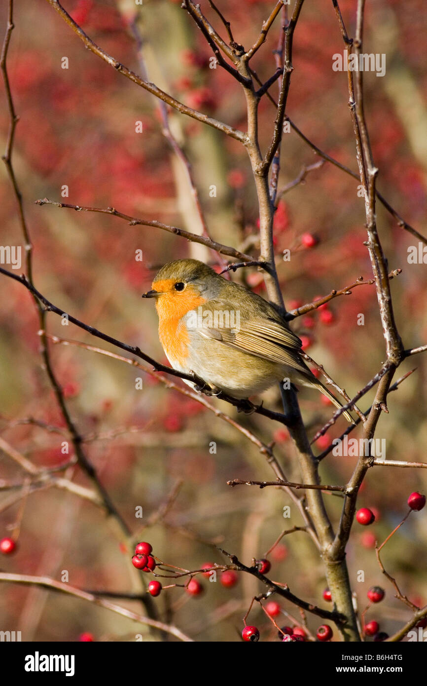 Robin Erithacus rubecula Stockfoto