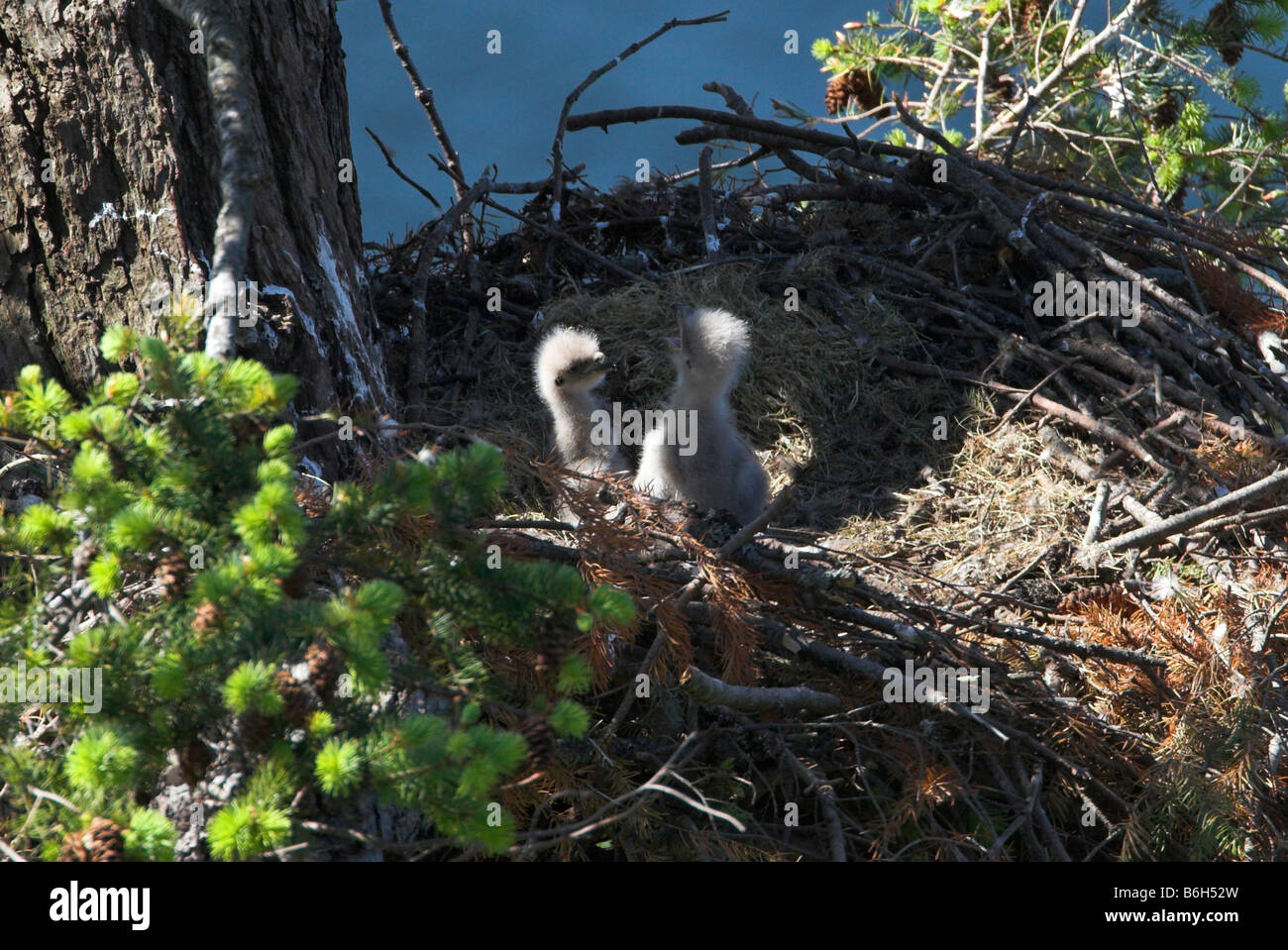 Weißkopfseeadler Haliaeetus Leucocephalus zwei jungen Jungadler aufrecht sitzend auf Nest auf Denman Island BC im Mai Stockfoto