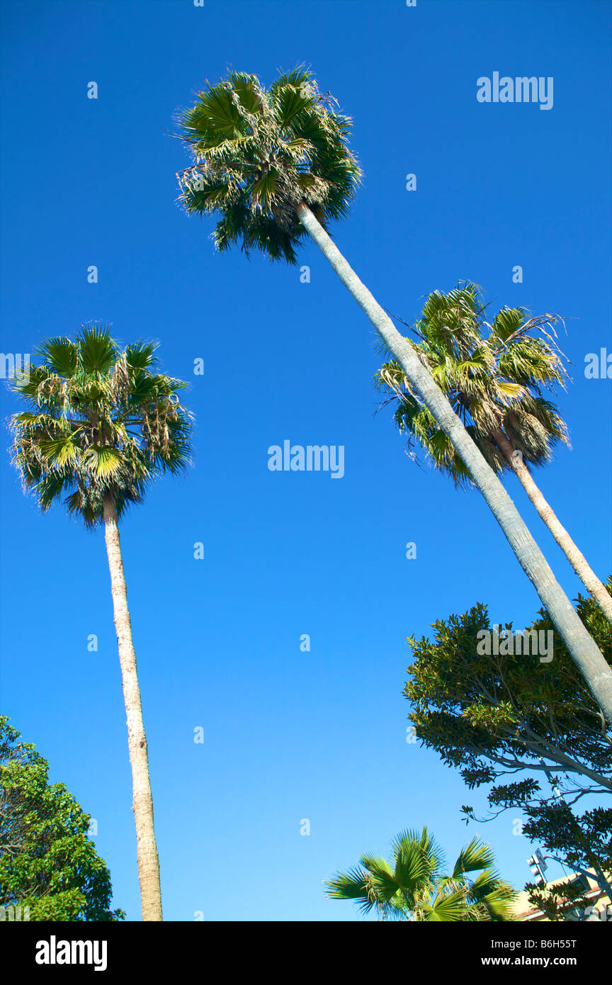 Palmen im Laguna Beach in Wintersonne gegen den blauen Himmel blickte Stockfoto