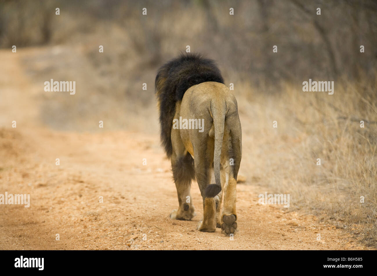 Tiere wilde Löwe männlich gehen weg Rückseite Fußabdruck Ball der Fuß Weg Straße Panthera Leon Süd-Afrika Südafrika Wald Staub Stockfoto
