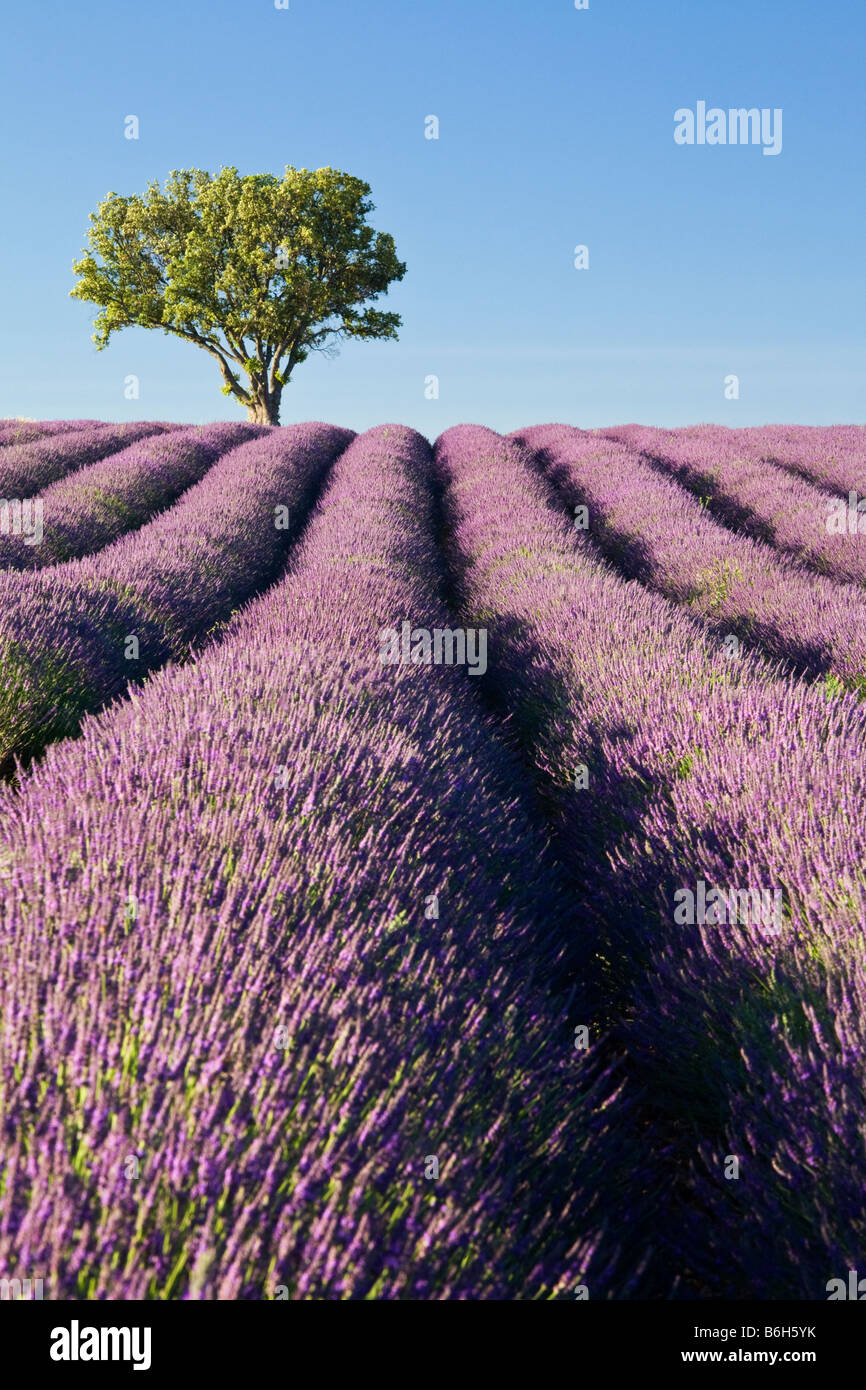 Baum in Lavendelfelder, Valensole, Provence, Frankreich Stockfoto