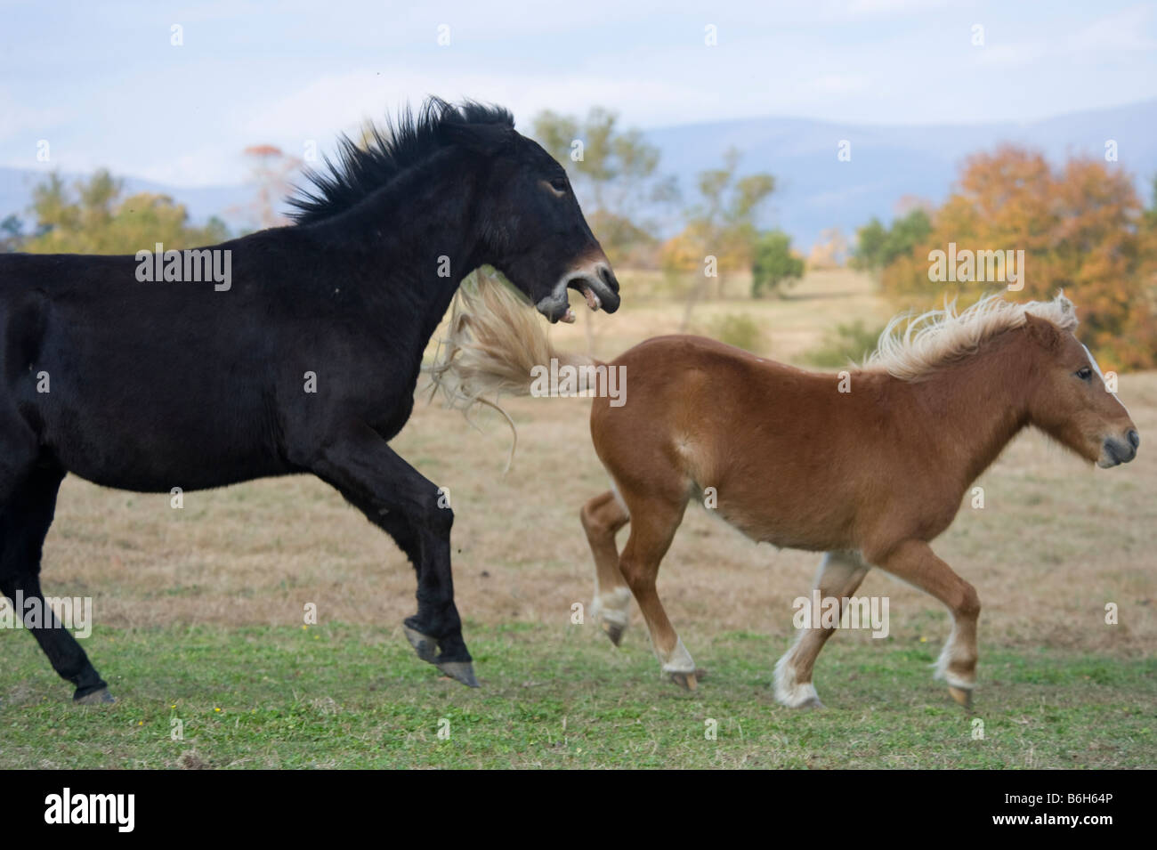 Maultier und Pony Freunde spielen bei stolzen Geist Horse Rescue Arkansas Stockfoto