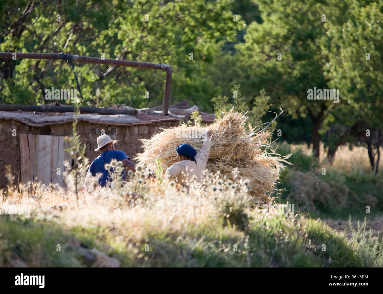 Bauern bündeln Weizen spät in dem kleinen Bauerndorf von Tisselday in das Atlasgebirge von Marokko Stockfoto