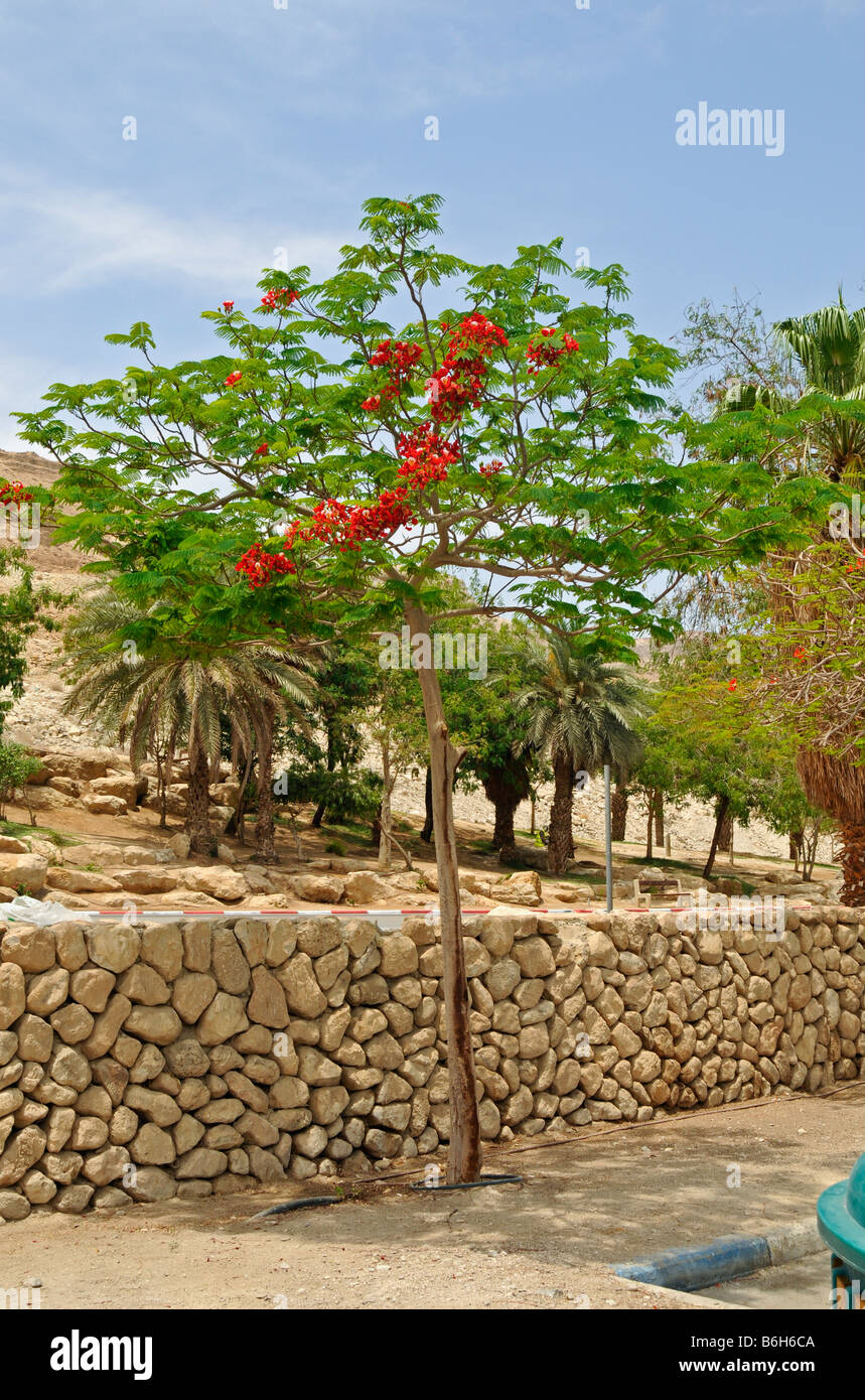 Blühenden Baum mit roten Blüten in der Nähe von Toten Meer, Israel, Asien Stockfoto