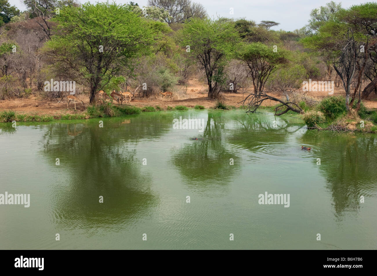 Wasserloch Buschland Busch IMPALAs Tierwelt Wildwasser-grünen Rand Wasserloch Süd-Afrika Südafrika Landschaft Akazie Oberfläche tre Stockfoto